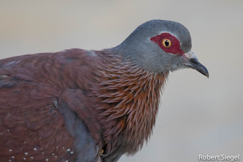 speckled dove